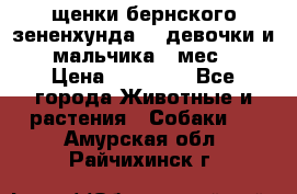 щенки бернского зененхунда. 2 девочки и 2 мальчика(2 мес.) › Цена ­ 22 000 - Все города Животные и растения » Собаки   . Амурская обл.,Райчихинск г.